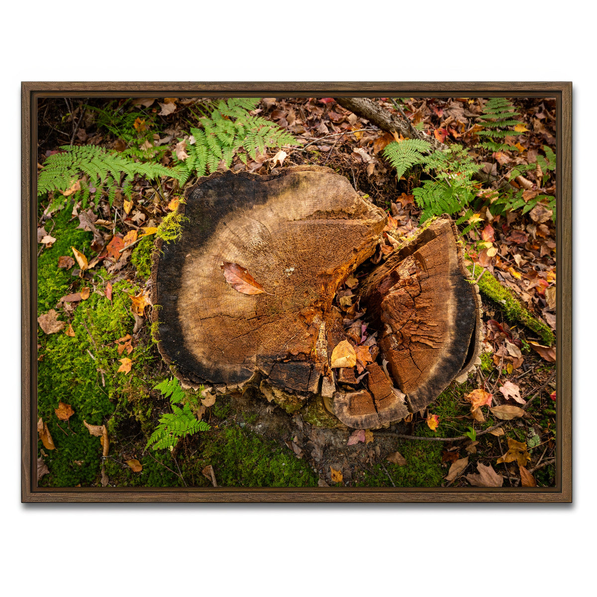 AUTO-MOCKUP WHITE | Adirondack Stump | 1 Piece | Walnut Framed Canvas | group=4x3