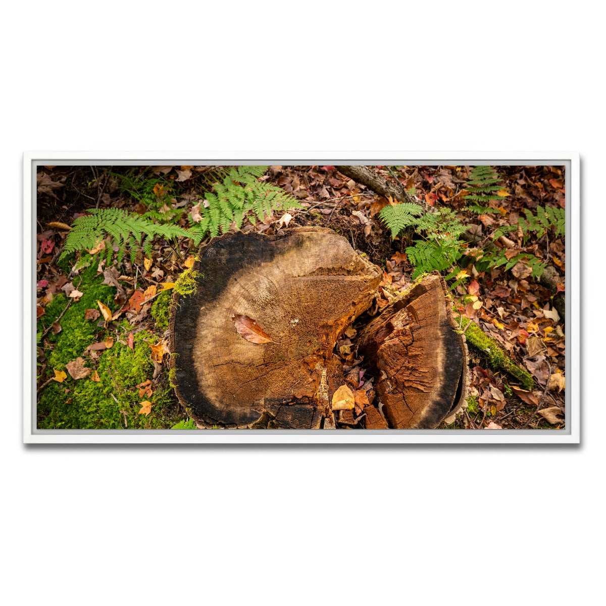 AUTO-MOCKUP WHITE | Adirondack Stump | 1 Piece | White Framed Canvas | group=2x1