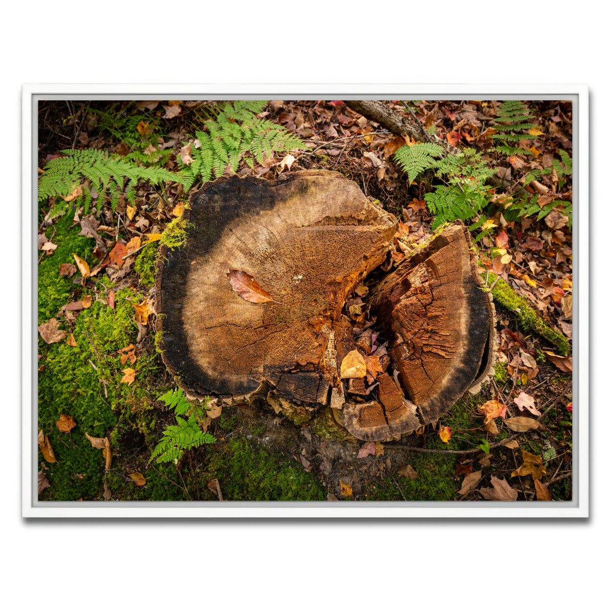 AUTO-MOCKUP WHITE | Adirondack Stump | 1 Piece | White Framed Canvas | group=4x3