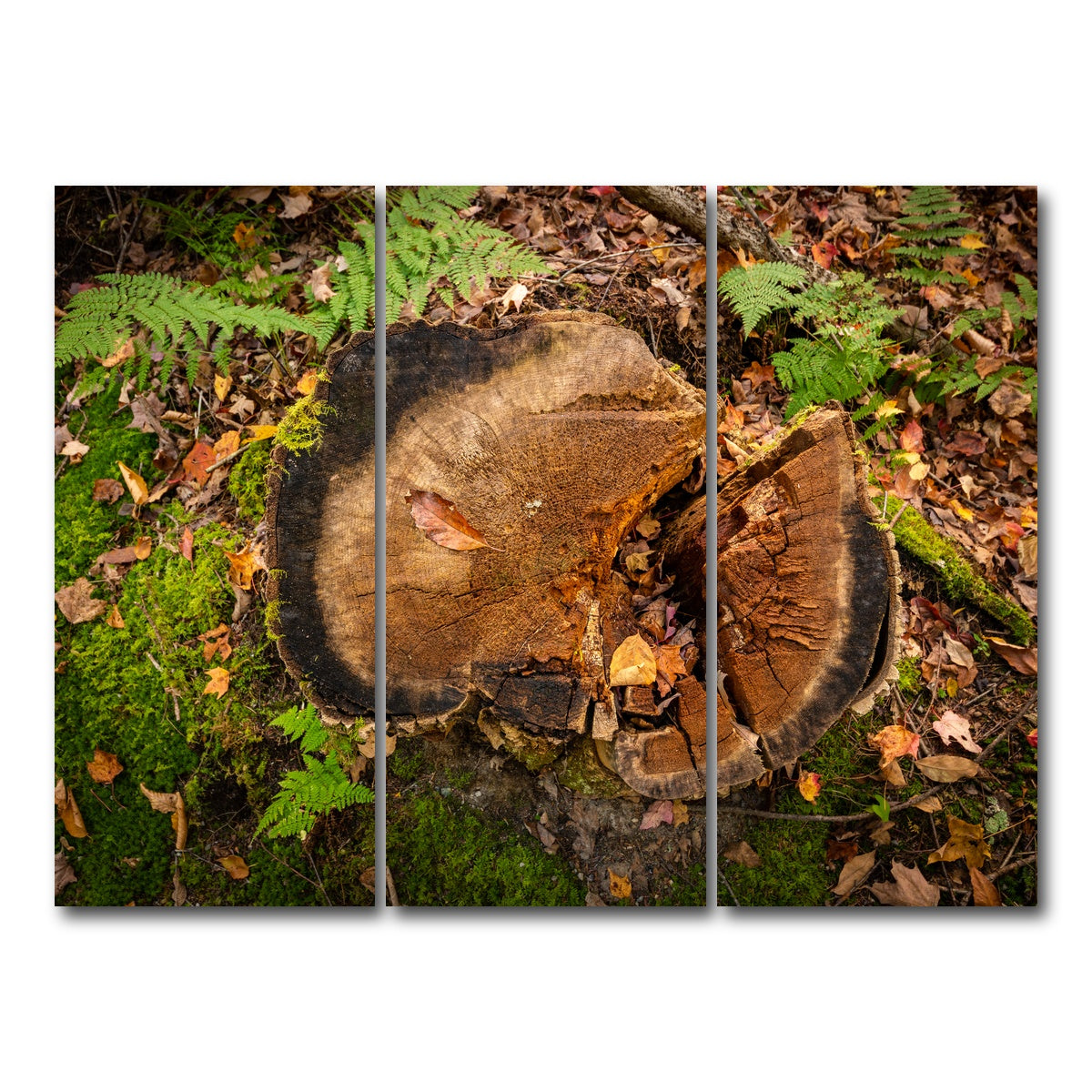 AUTO-MOCKUP WHITE | Adirondack Stump | 3 Piece | Gallery Wrap Canvas | group=8x18