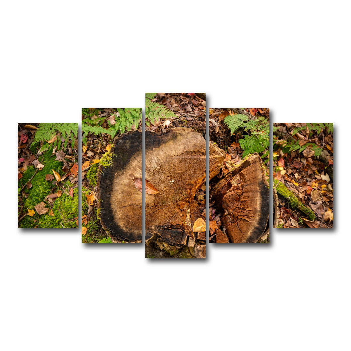 AUTO-MOCKUP WHITE | Adirondack Stump | 5 Piece | Gallery Wrap Canvas | group=5_normal