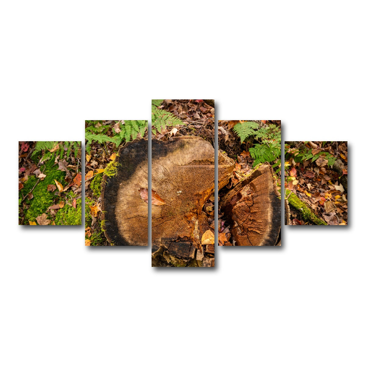 AUTO-MOCKUP WHITE | Adirondack Stump | 5 Piece | Gallery Wrap Canvas | group=5_short