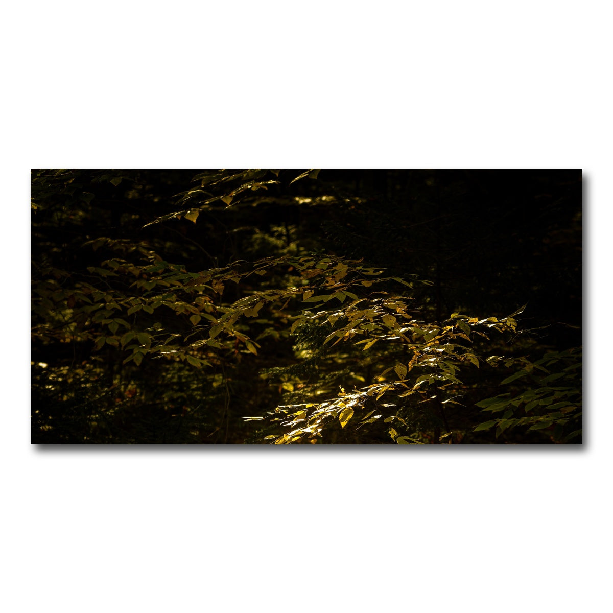 AUTO-MOCKUP WHITE | Adirondack leaves | 1 Piece | Gallery Wrap Canvas | group=2x1