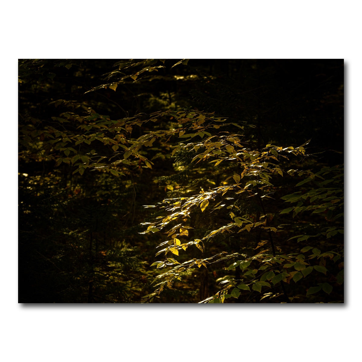 AUTO-MOCKUP WHITE | Adirondack leaves | 1 Piece | Gallery Wrap Canvas | group=4x3