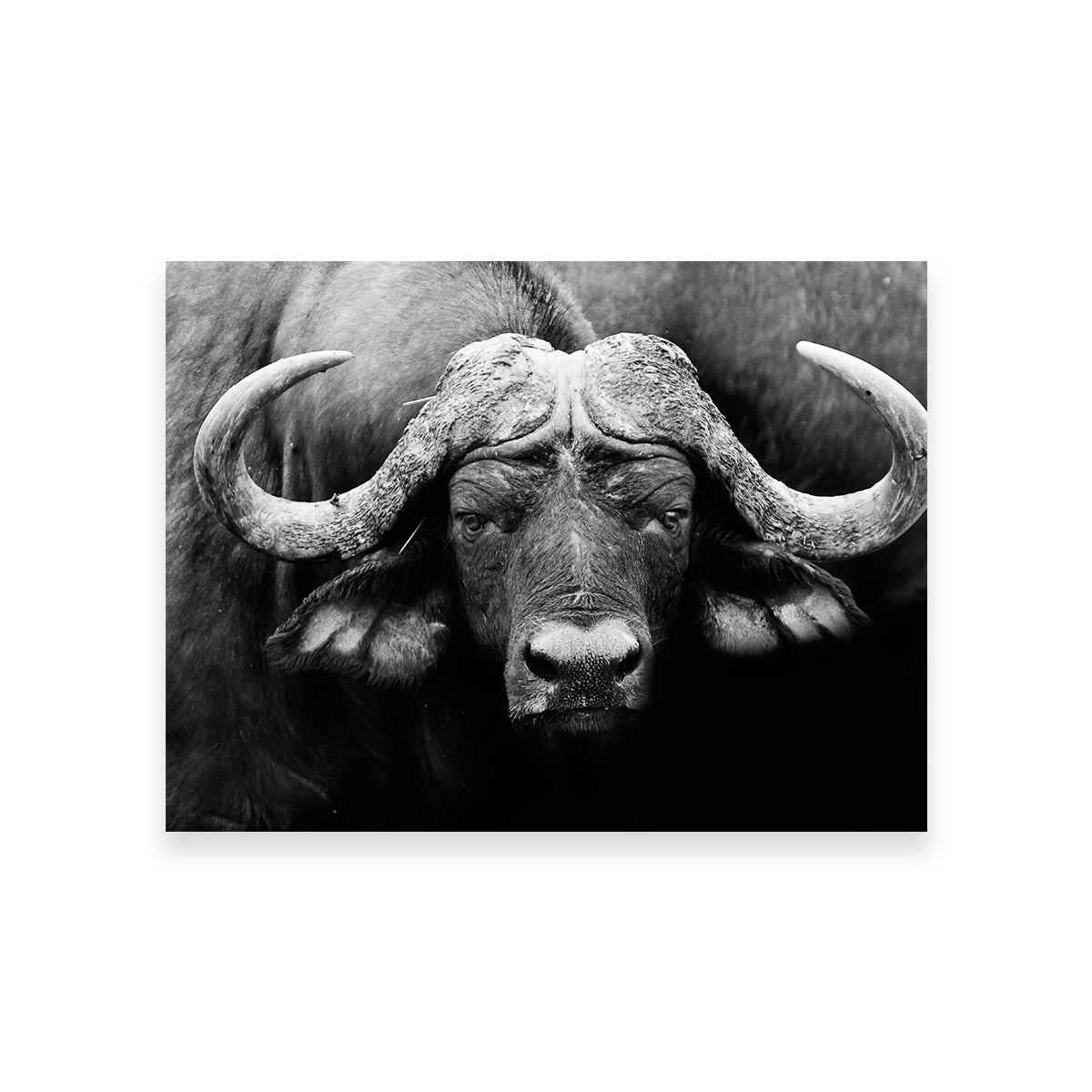 African Cape Buffalo Wall Art