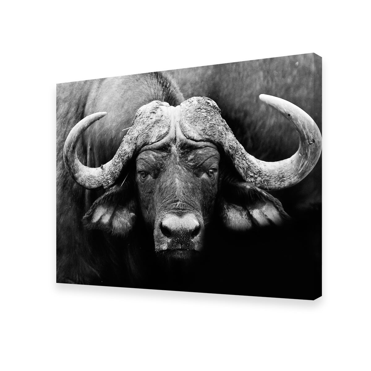 African Cape Buffalo Wall Art