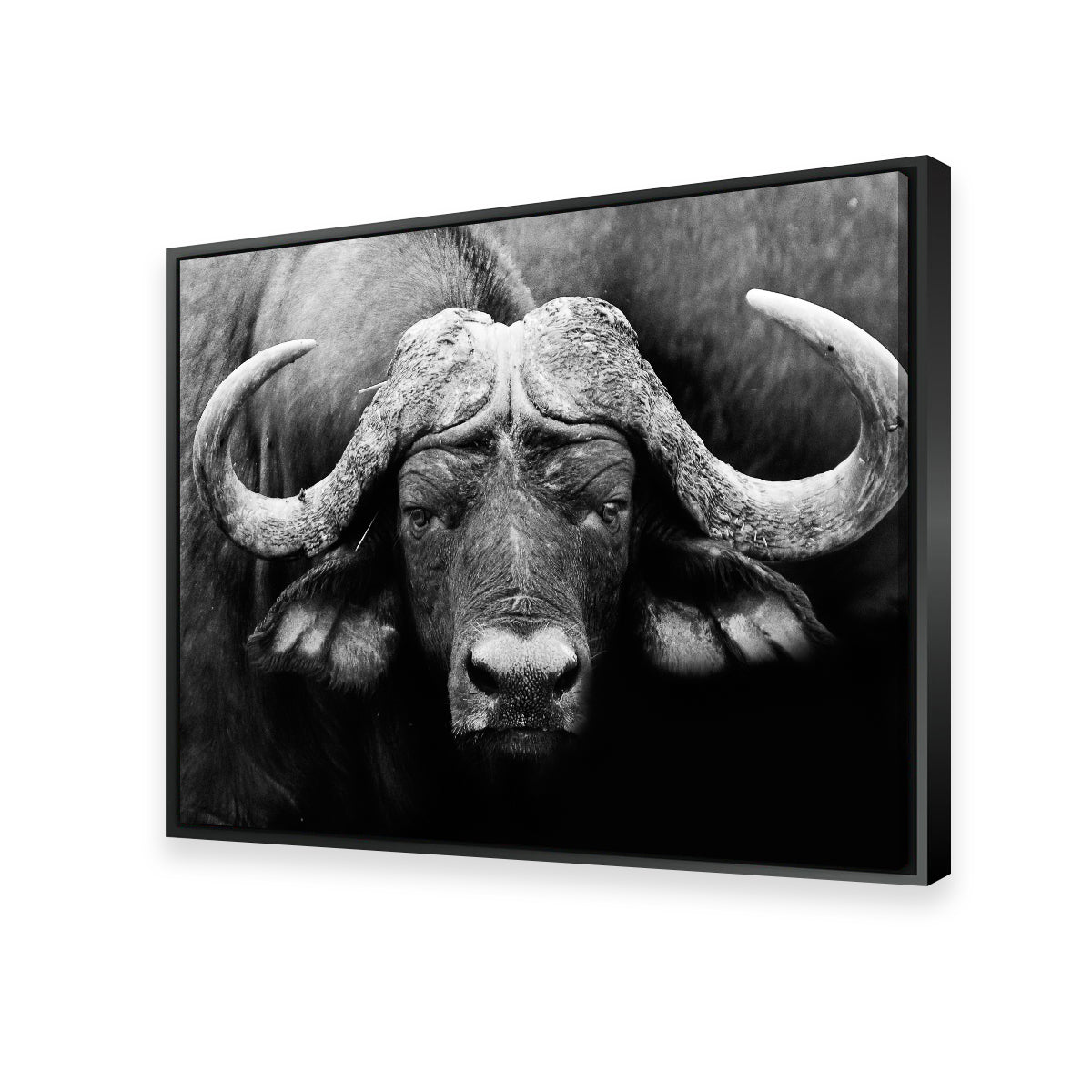 African Cape Buffalo Wall Art