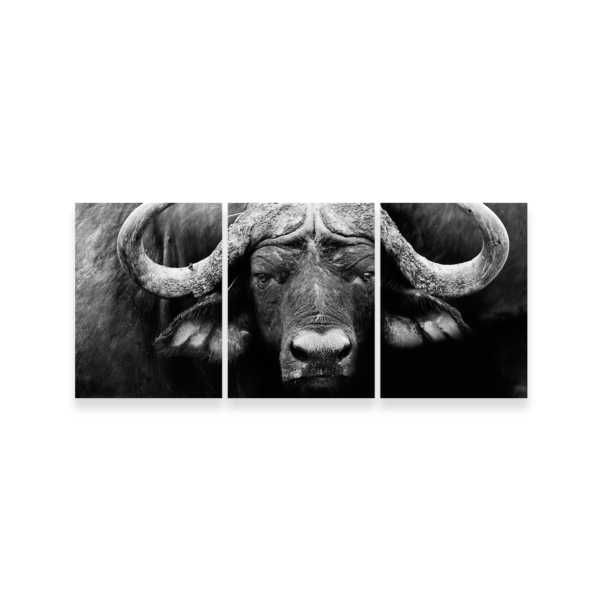 African Cape Buffalo Wall Art