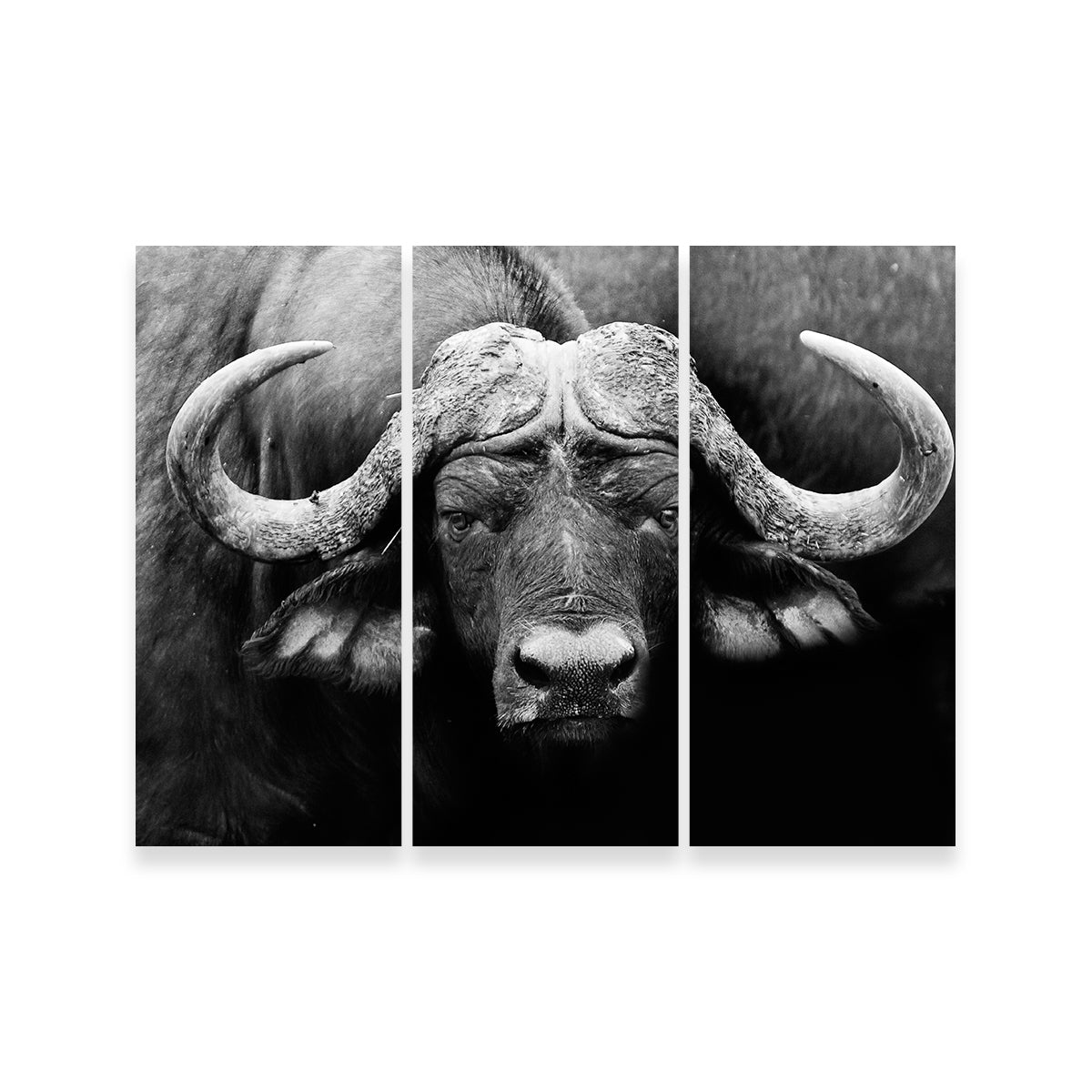 African Cape Buffalo Wall Art