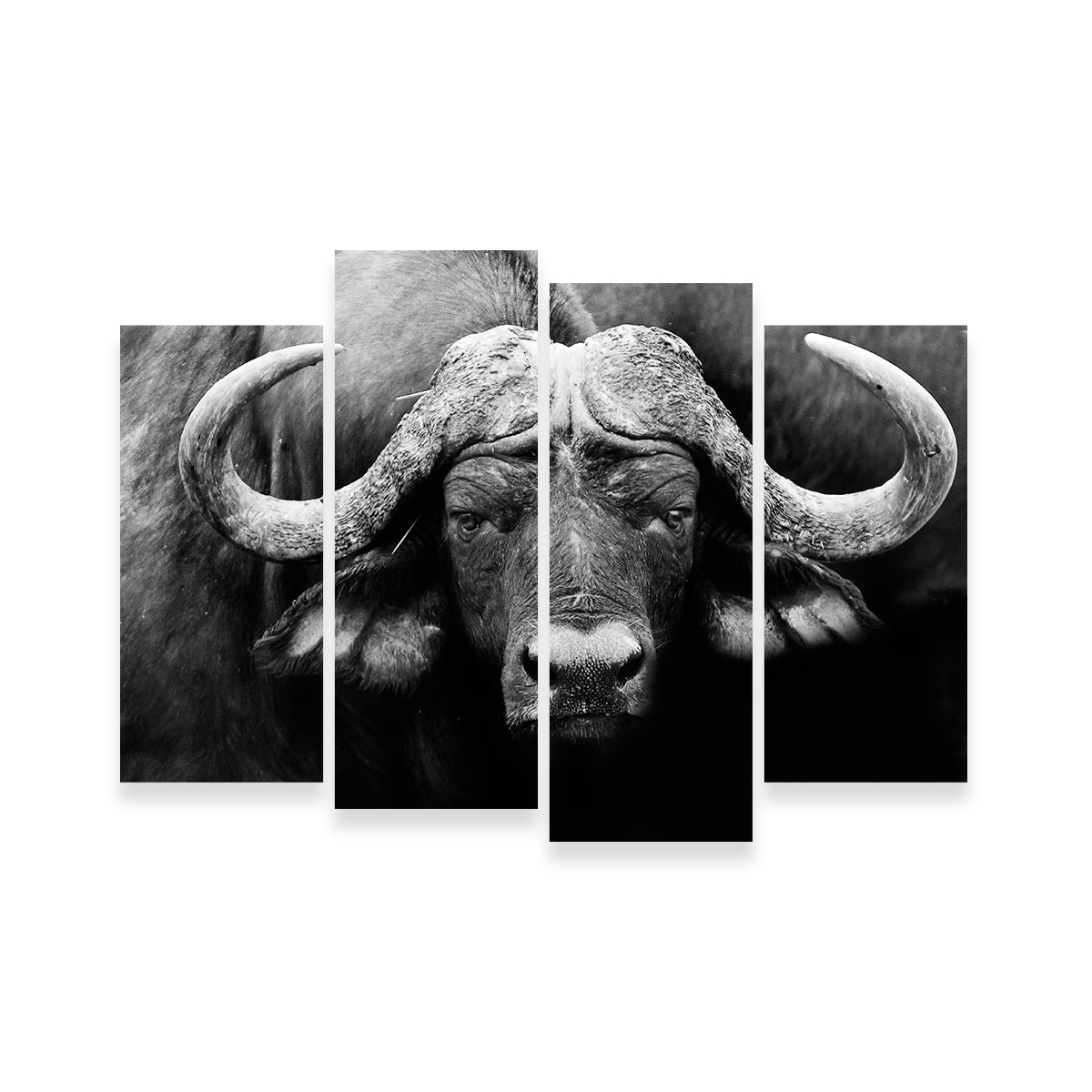 African Cape Buffalo Wall Art