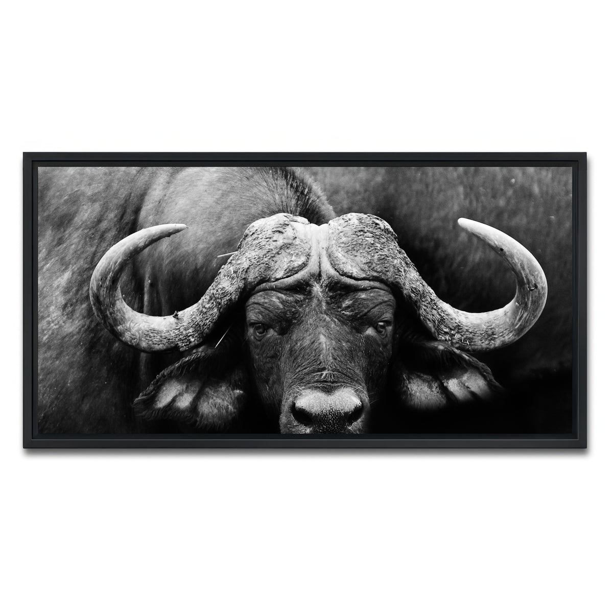 AUTO-MOCKUP WHITE | African Cape Buffalo | 1 Piece | Black Framed Canvas | group=2x1