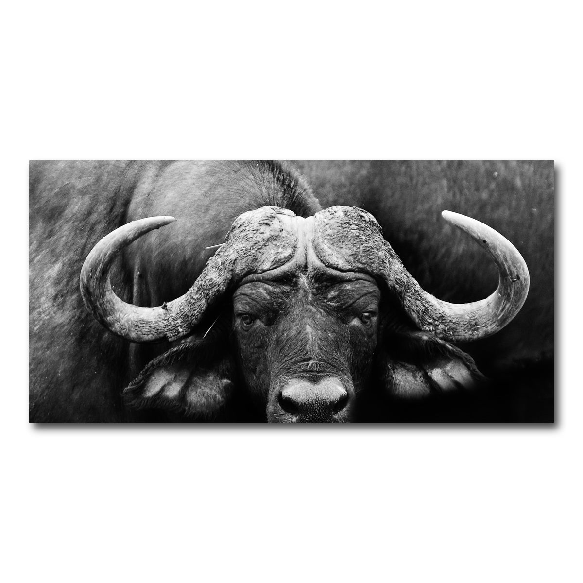 AUTO-MOCKUP WHITE | African Cape Buffalo | 1 Piece | Gallery Wrap Canvas | group=2x1