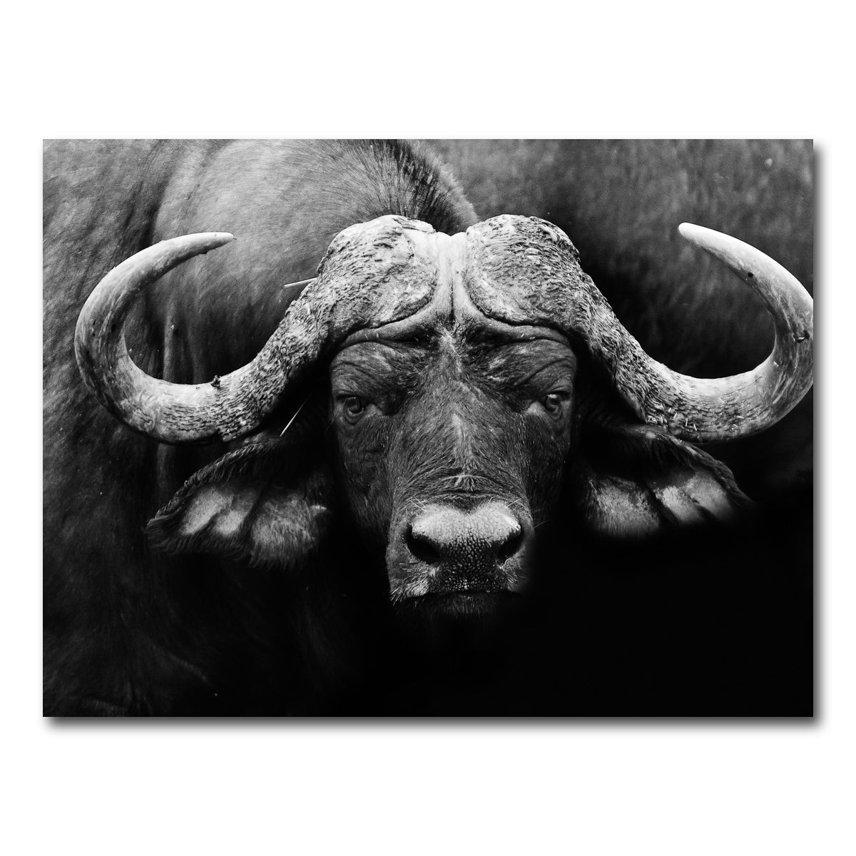 AUTO-MOCKUP WHITE | African Cape Buffalo | 1 Piece | Gallery Wrap Canvas | group=4x3