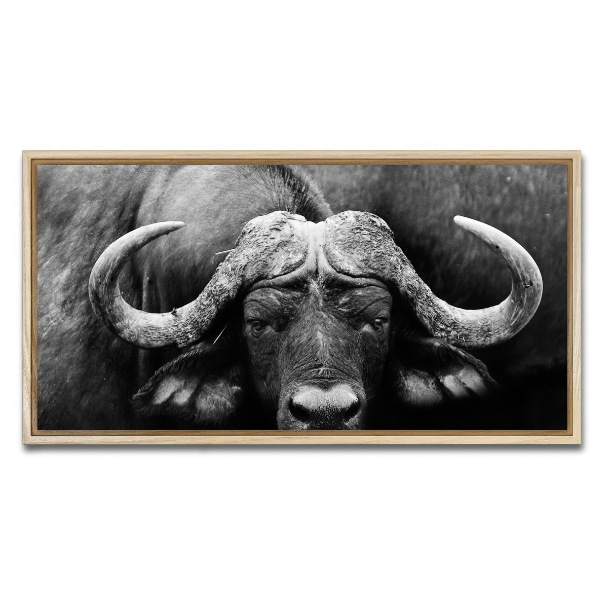 AUTO-MOCKUP WHITE | African Cape Buffalo | 1 Piece | Natural Framed Canvas | group=2x1