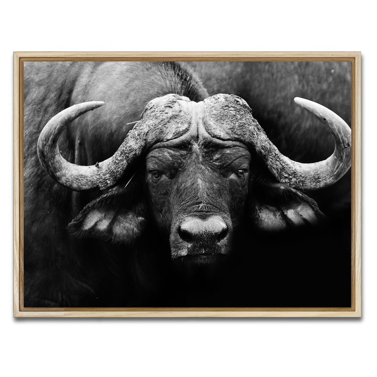 AUTO-MOCKUP WHITE | African Cape Buffalo | 1 Piece | Natural Framed Canvas | group=4x3