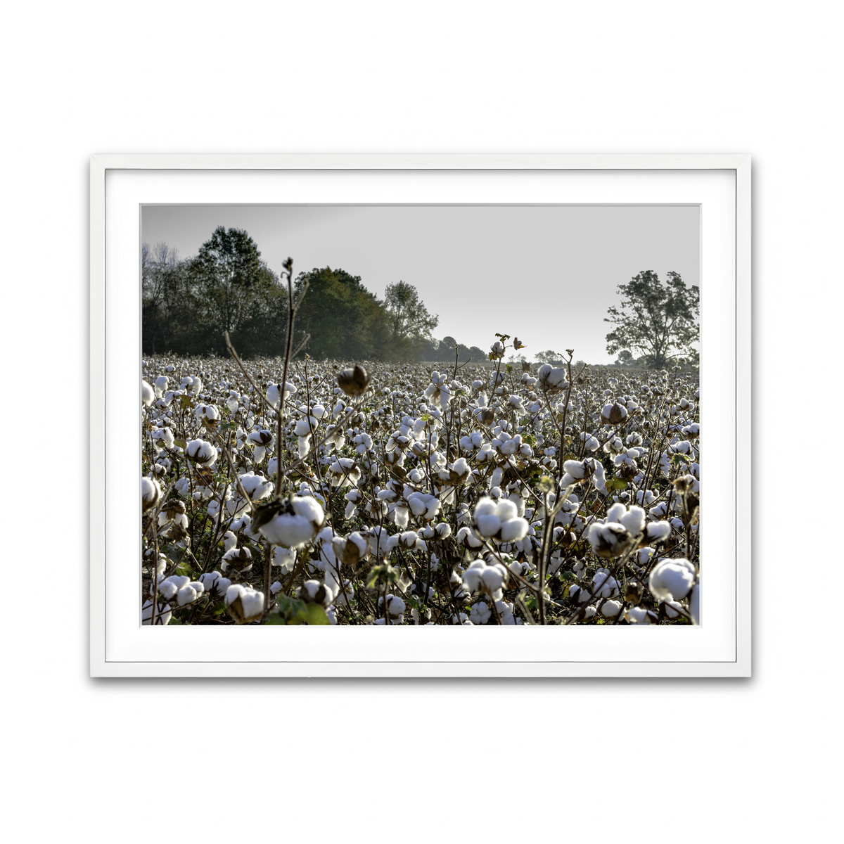 Framed Print 4x3 White
