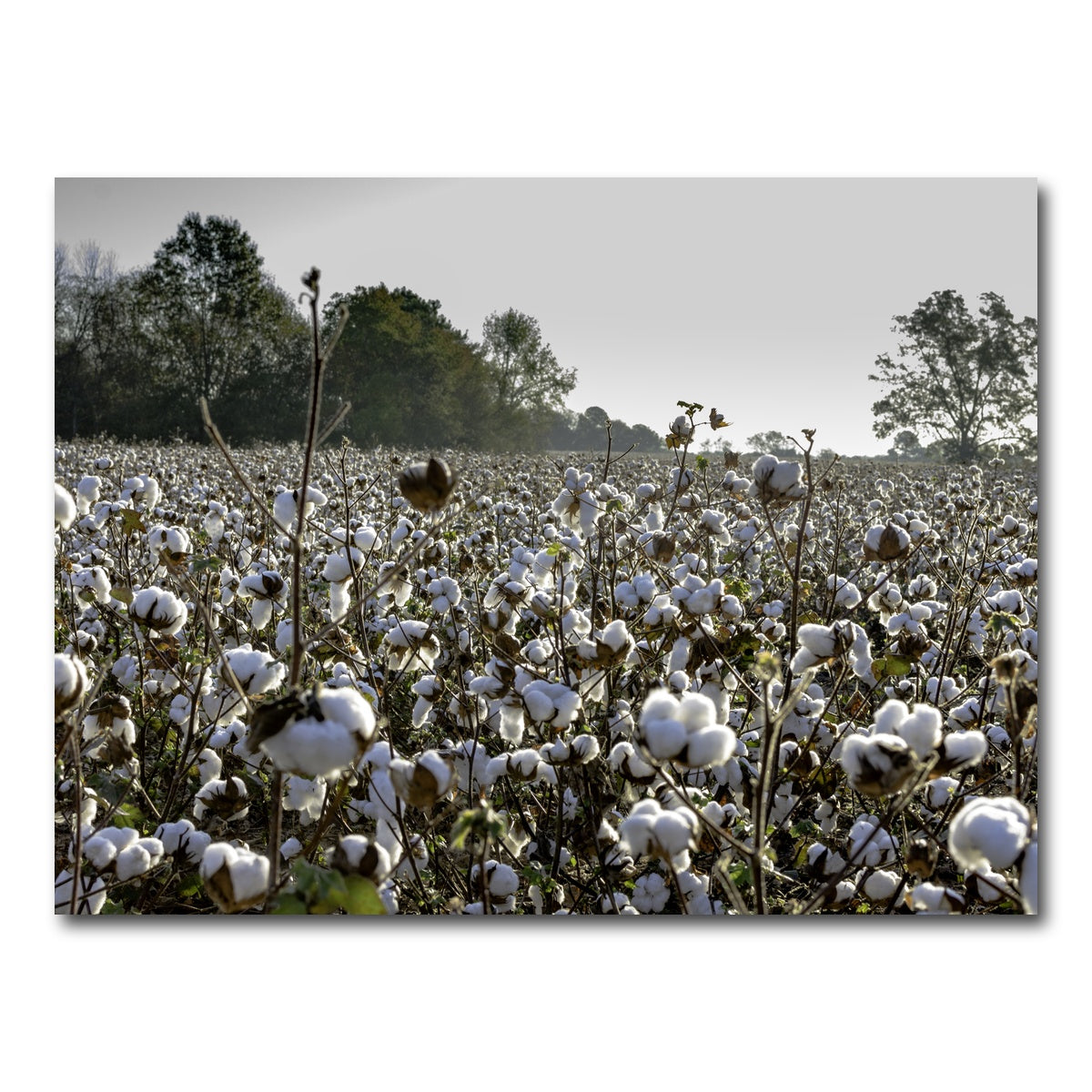AUTO-MOCKUP WHITE | Alabama Cotton Field | 1 Piece | Gallery Wrap Canvas | group=4x3