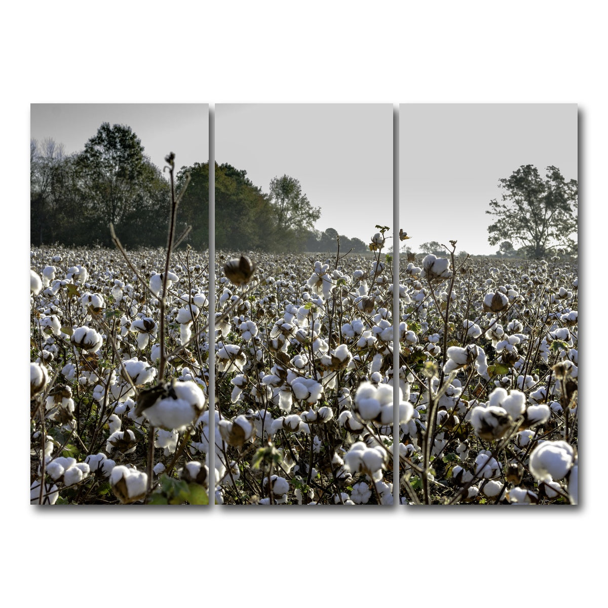 AUTO-MOCKUP WHITE | Alabama Cotton Field | 3 Piece | Gallery Wrap Canvas | group=8x18