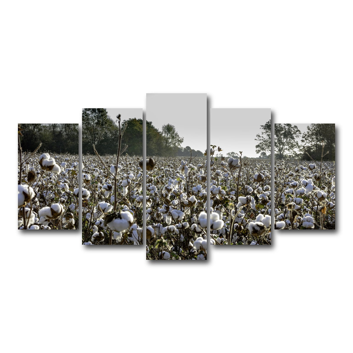 AUTO-MOCKUP WHITE | Alabama Cotton Field | 5 Piece | Gallery Wrap Canvas | group=5_normal