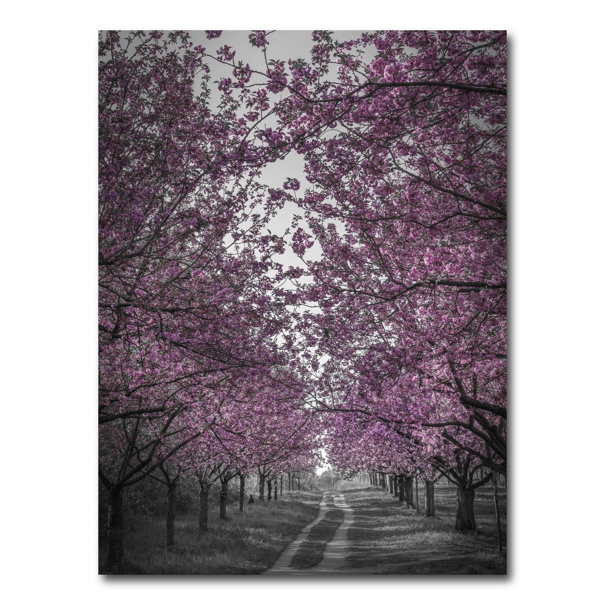 AUTO-MOCKUP WHITE | Amazing cherry blossom alley in pink | 1 Piece | Gallery Wrap Canvas | group=3x4