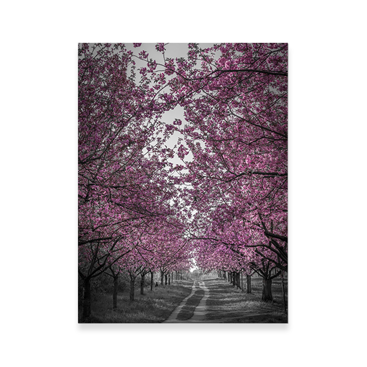 Amazing Cherry Blossom Alley in Pink Wall Art