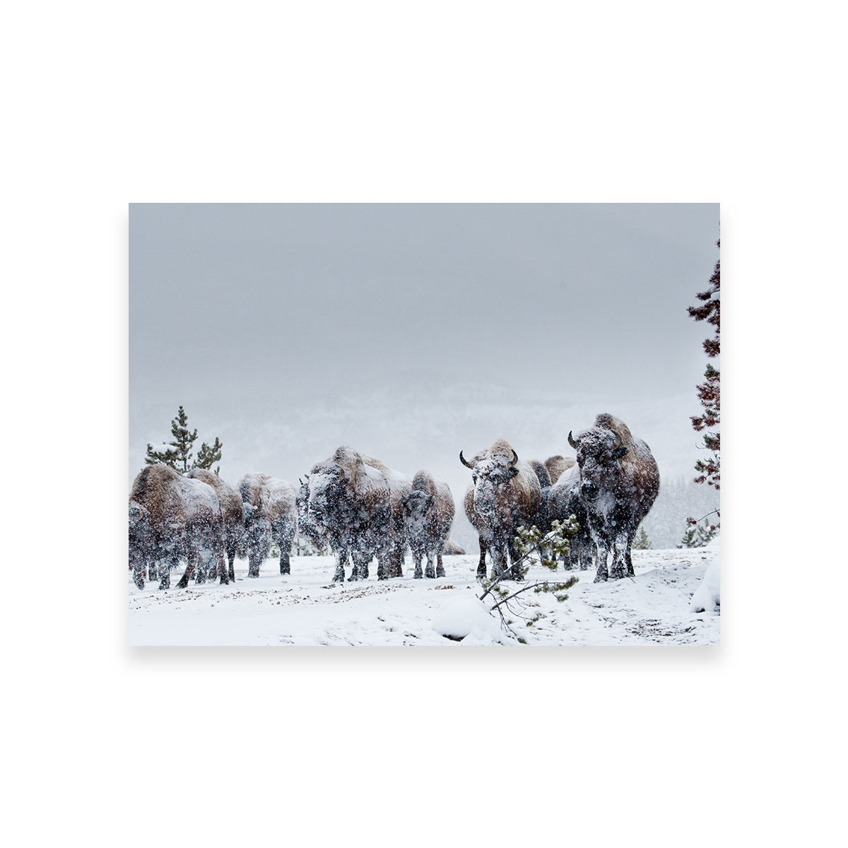 American Bison in Winter Snow Wall Art