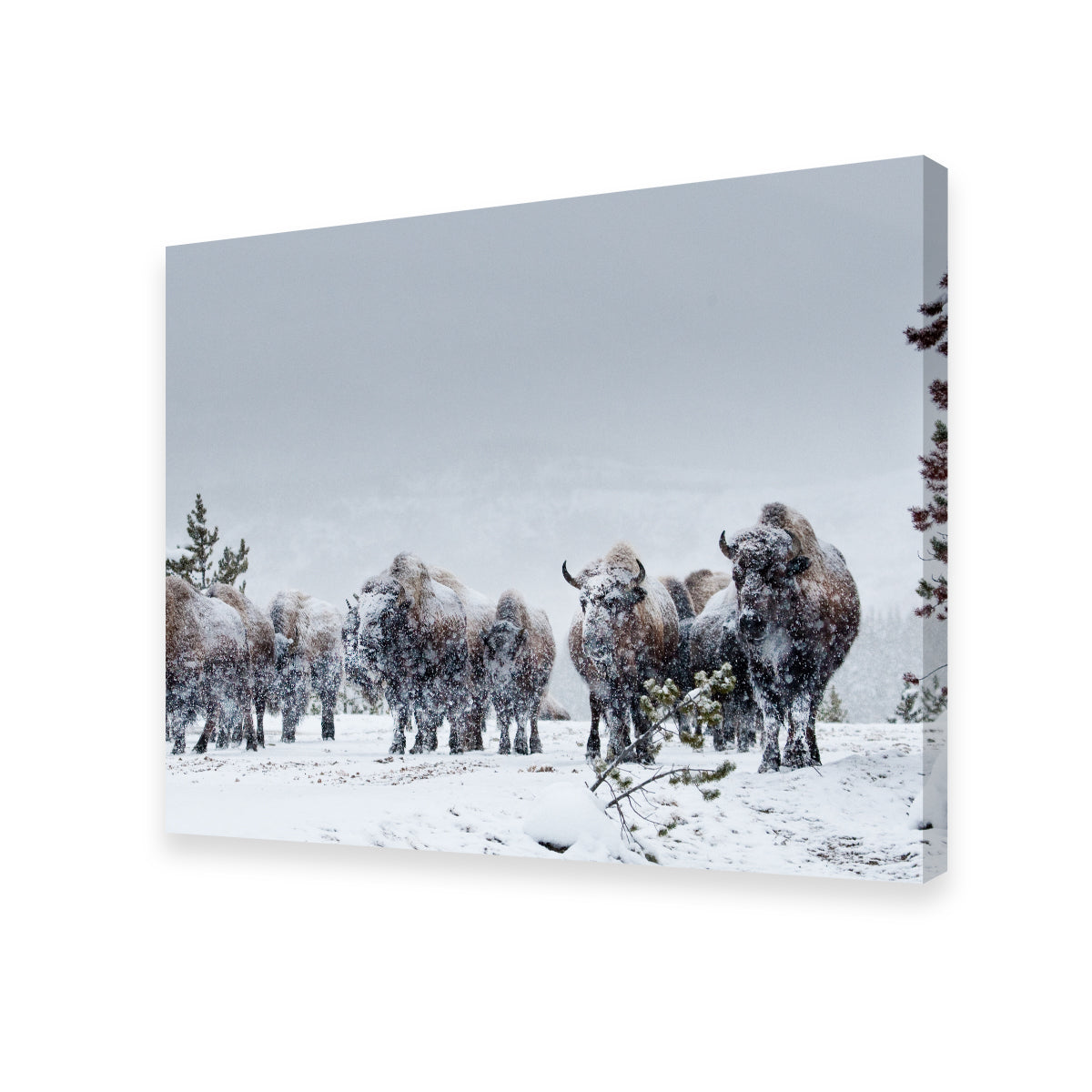 American Bison in Winter Snow Wall Art