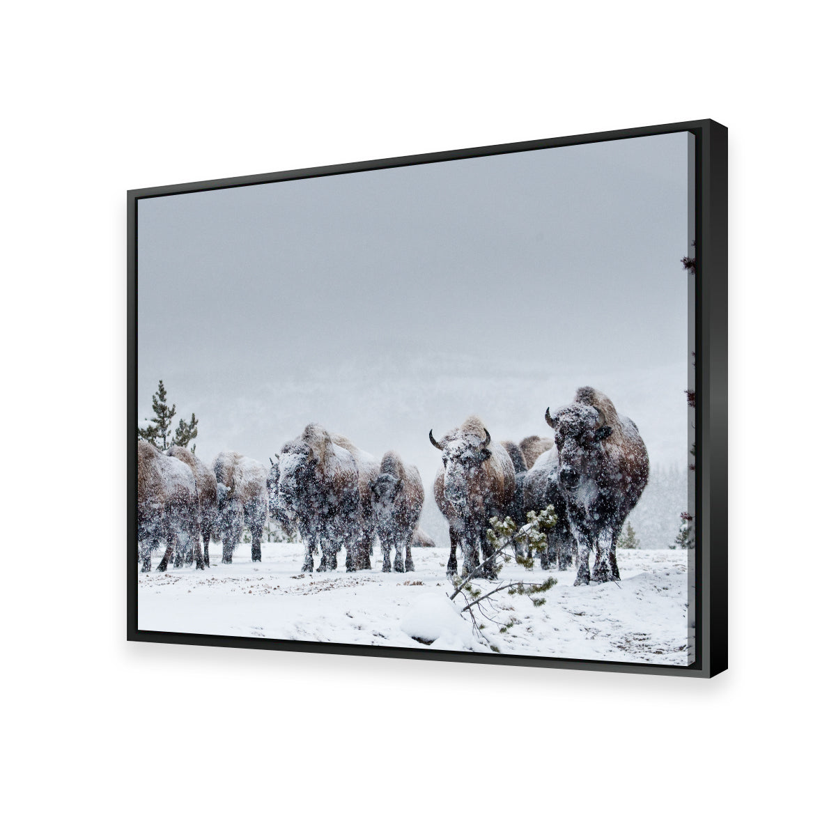 American Bison in Winter Snow Wall Art