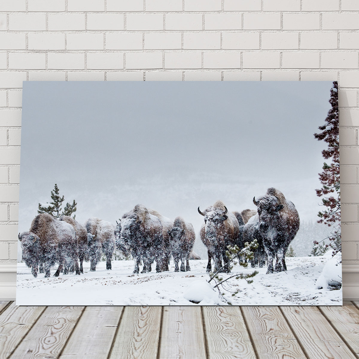 American Bison in Winter Snow Wall Art