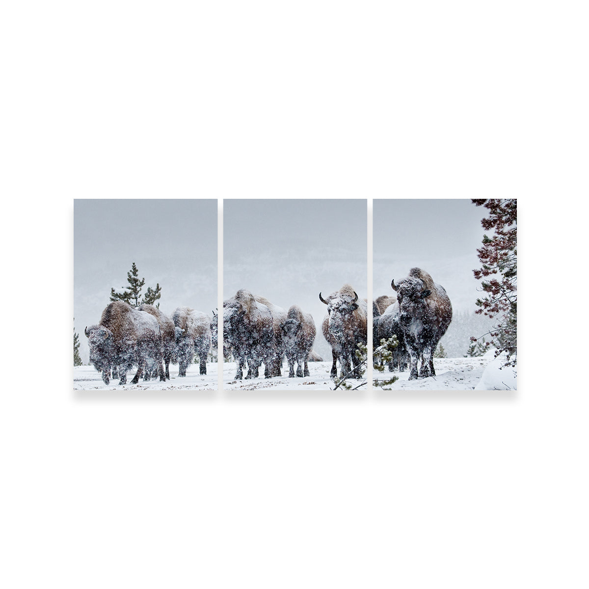 American Bison in Winter Snow Wall Art