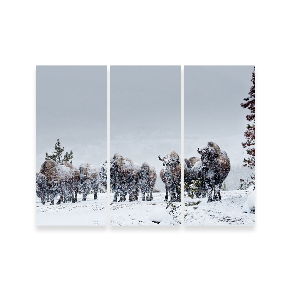 American Bison in Winter Snow Wall Art