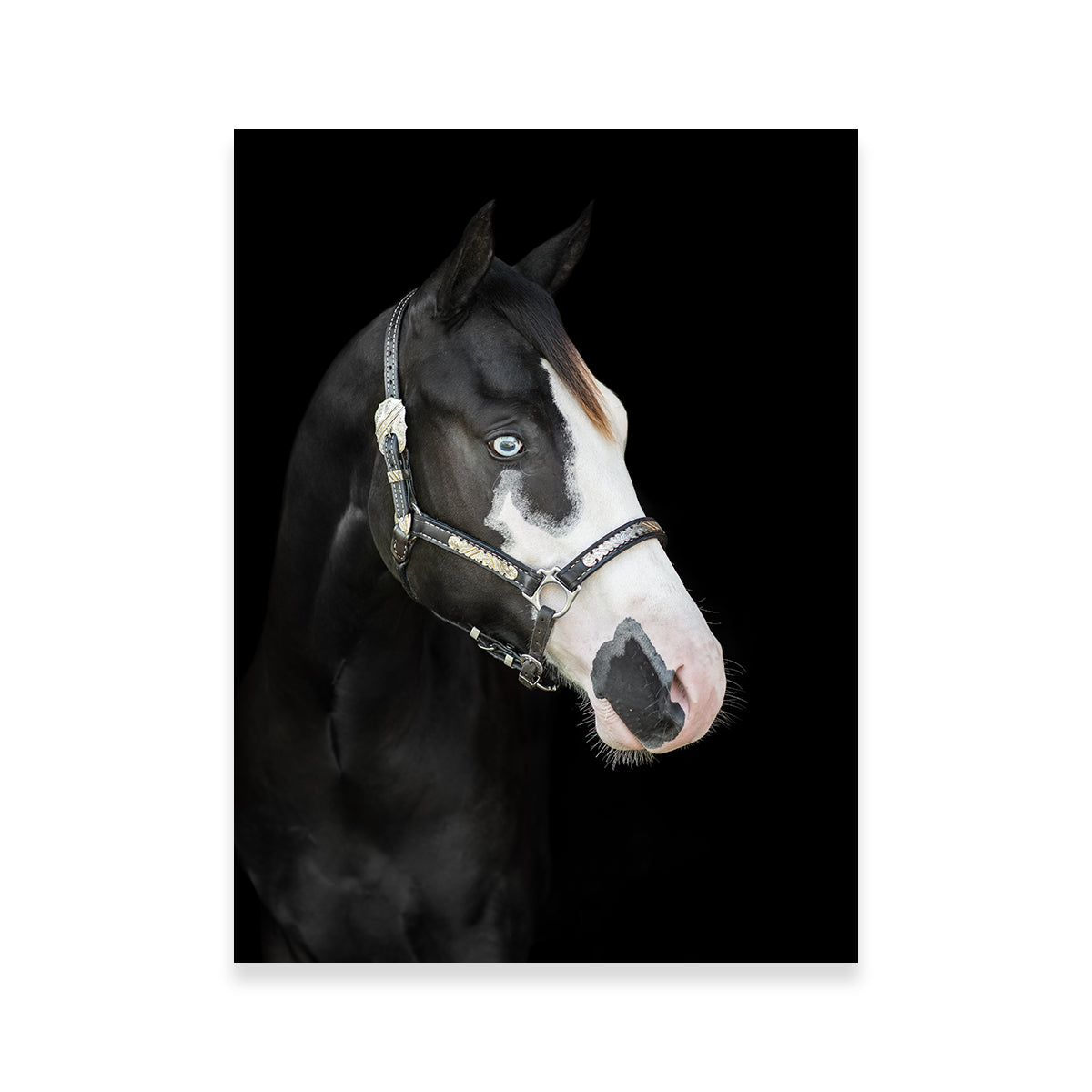 American Paint Horse Wall Art
