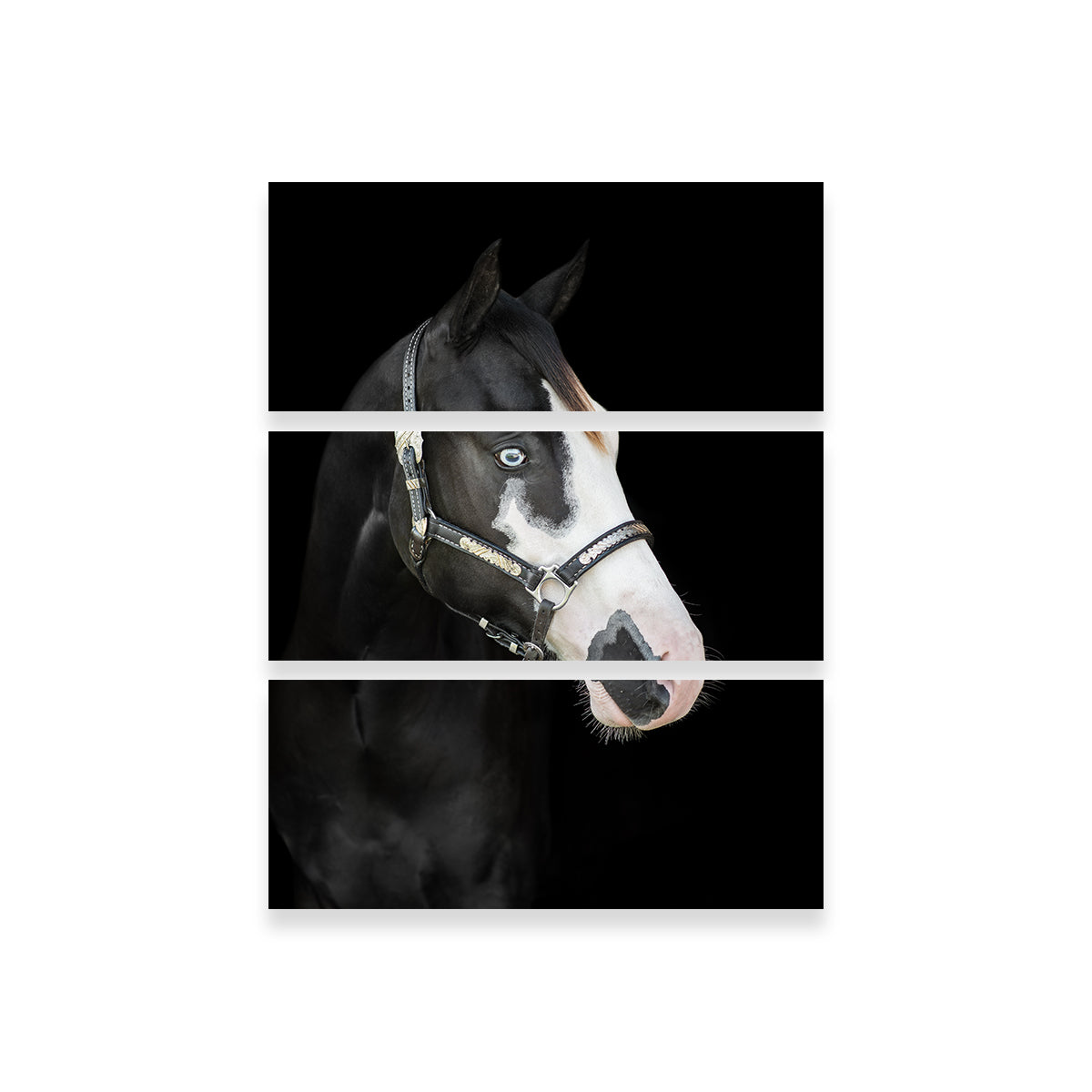 American Paint Horse Wall Art
