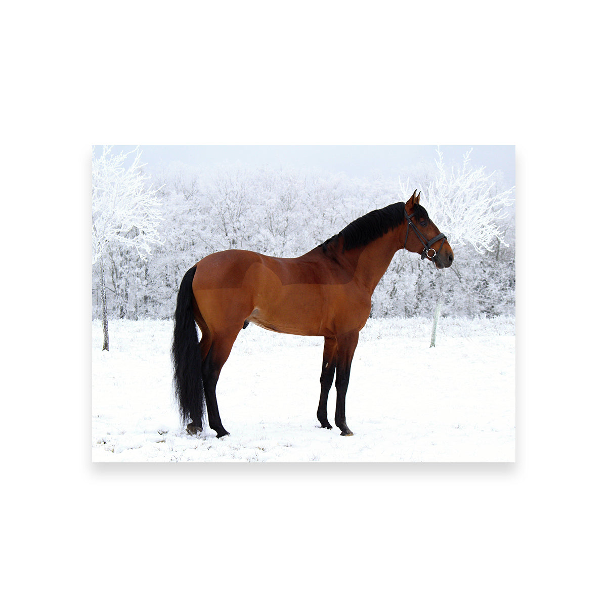 American Quarter Horse