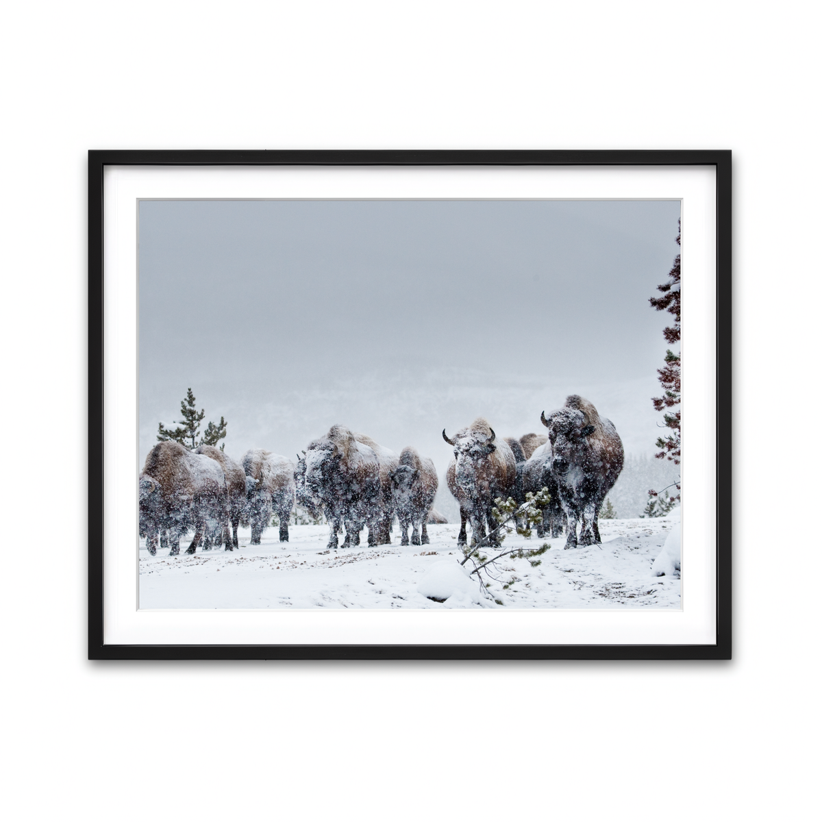 Framed Print 4x3 Black