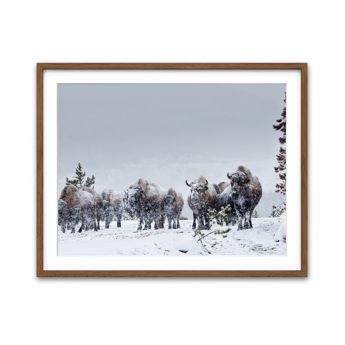 Framed Print 4x3 Walnut