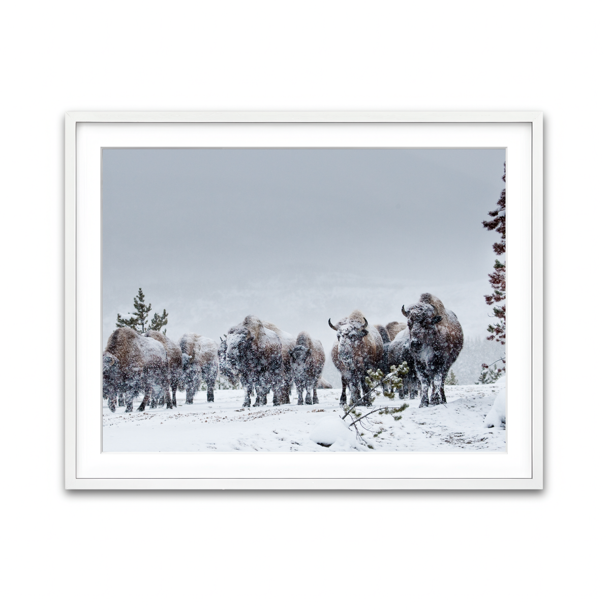 Framed Print 4x3 White