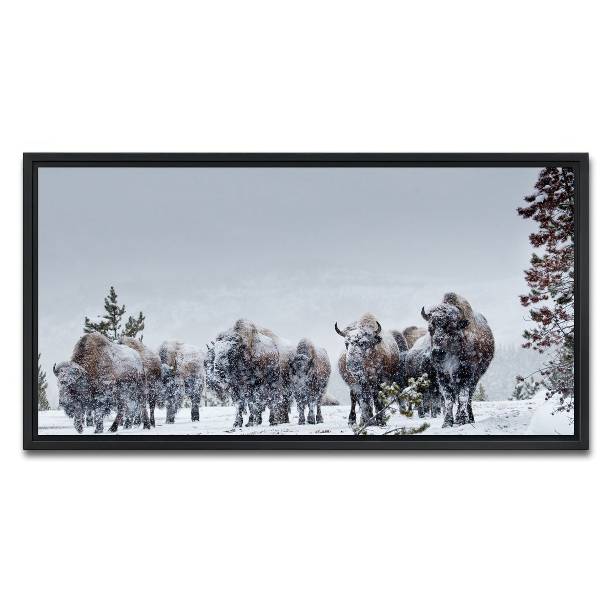 AUTO-MOCKUP WHITE | American Bison in Winter Snow | 1 Piece | Black Framed Canvas | group=2x1