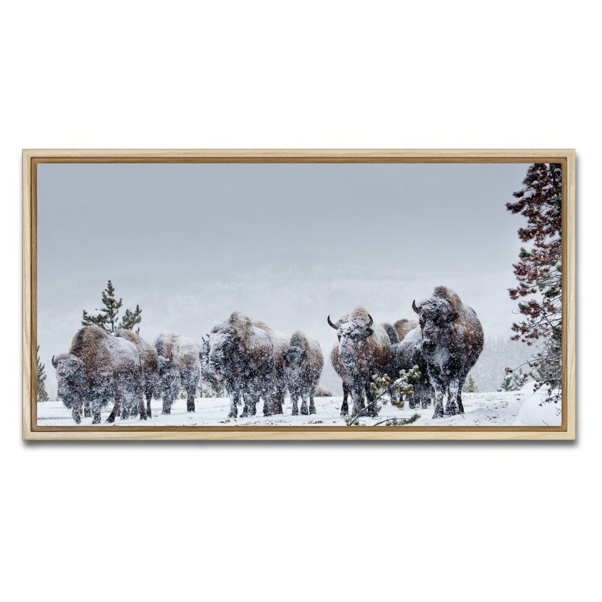 AUTO-MOCKUP WHITE | American Bison in Winter Snow | 1 Piece | Natural Framed Canvas | group=2x1