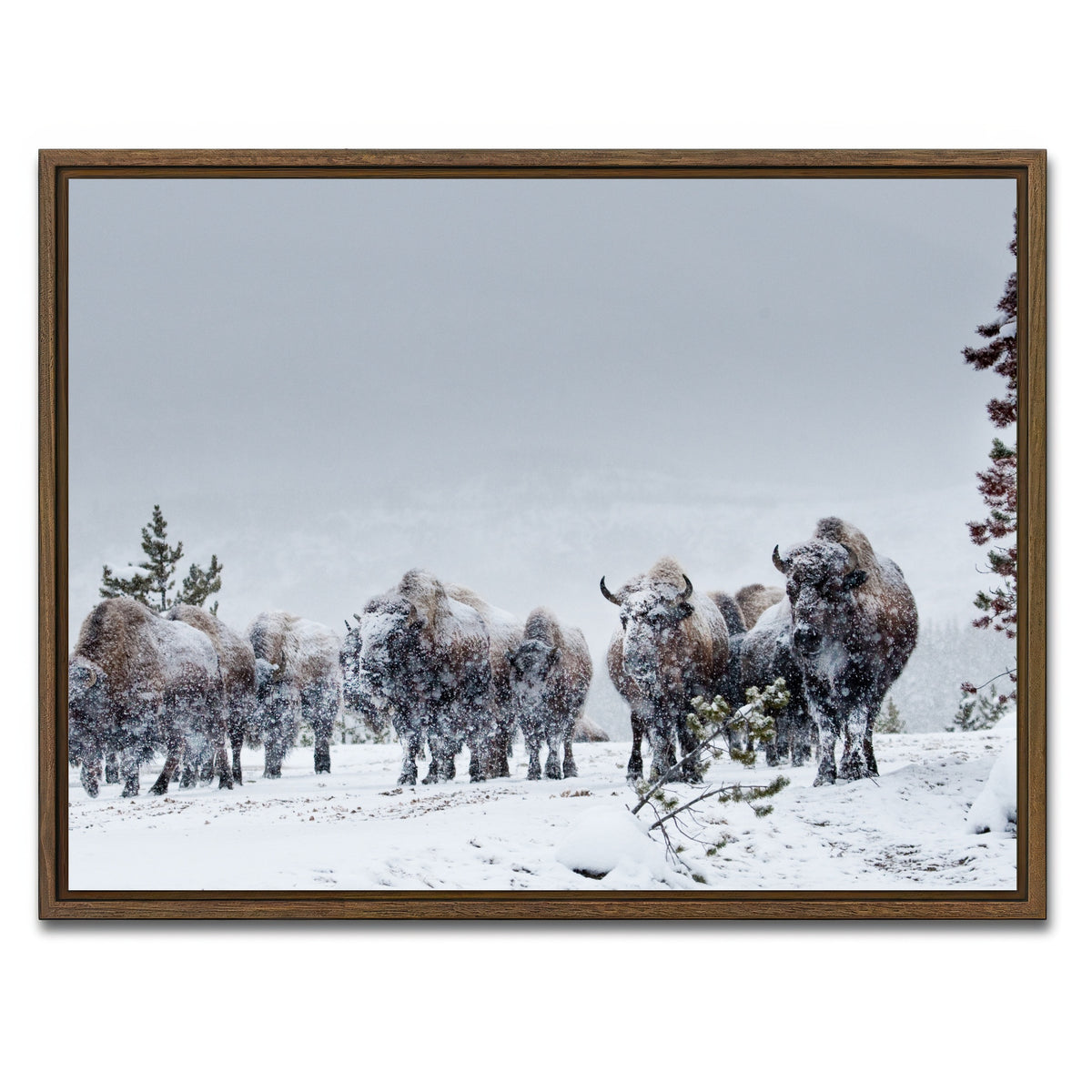 AUTO-MOCKUP WHITE | American Bison in Winter Snow | 1 Piece | Walnut Framed Canvas | group=4x3