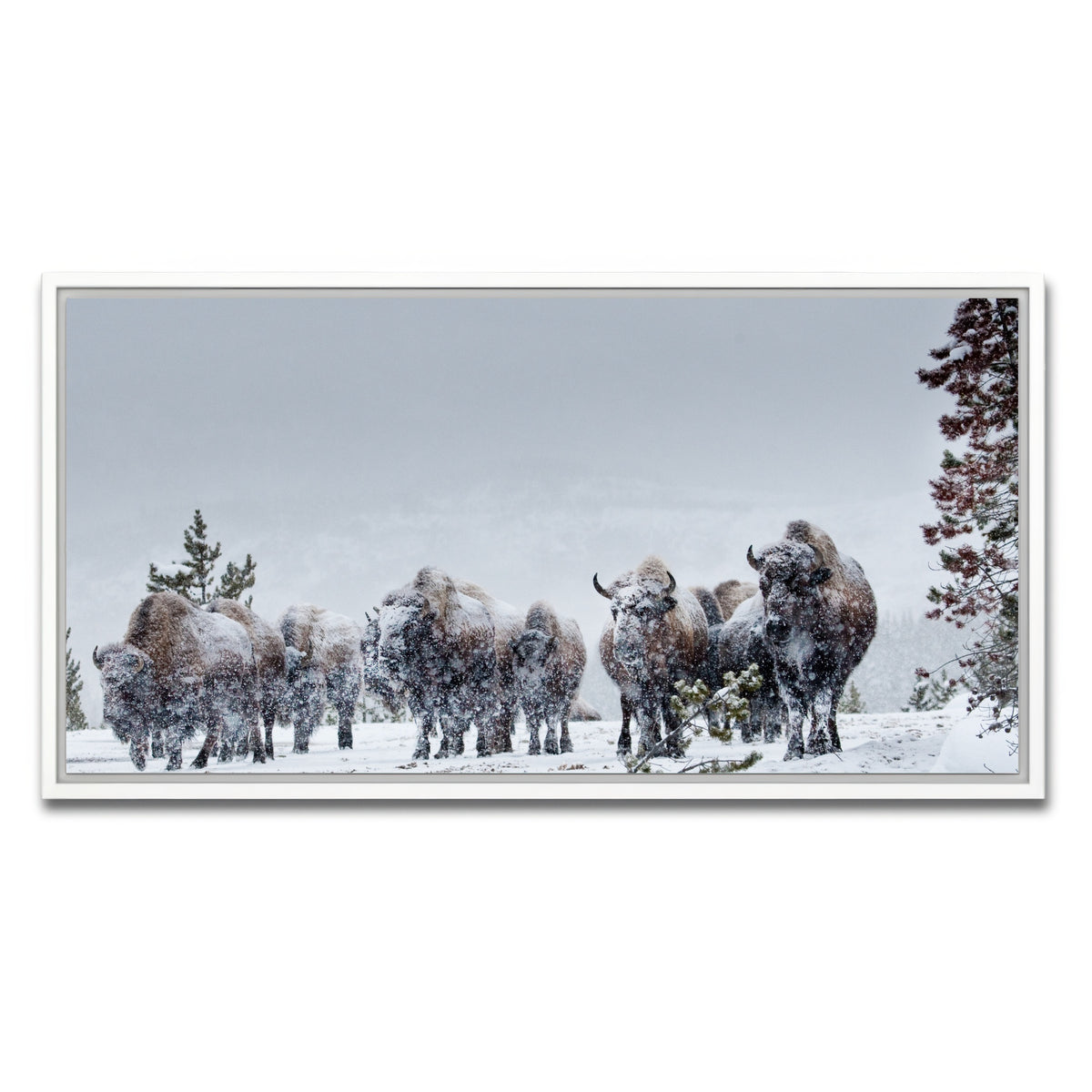 AUTO-MOCKUP WHITE | American Bison in Winter Snow | 1 Piece | White Framed Canvas | group=2x1