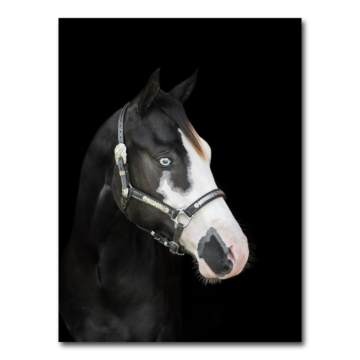 AUTO-MOCKUP WHITE | American Paint Horse | 1 Piece | Gallery Wrap Canvas | group=3x4