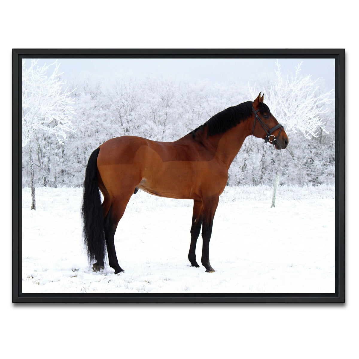 AUTO-MOCKUP WHITE | American Quarter Horse | 1 Piece | Black Framed Canvas | group=4x3