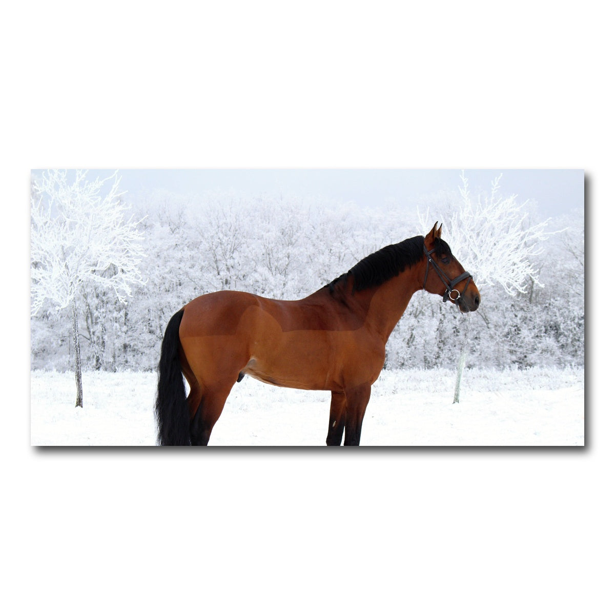 AUTO-MOCKUP WHITE | American Quarter Horse | 1 Piece | Gallery Wrap Canvas | group=2x1