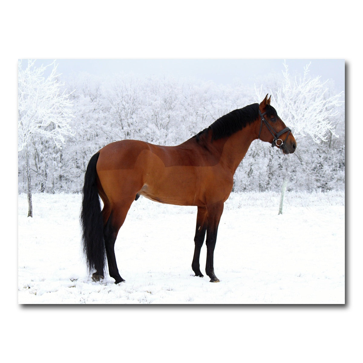 AUTO-MOCKUP WHITE | American Quarter Horse | 1 Piece | Gallery Wrap Canvas | group=4x3