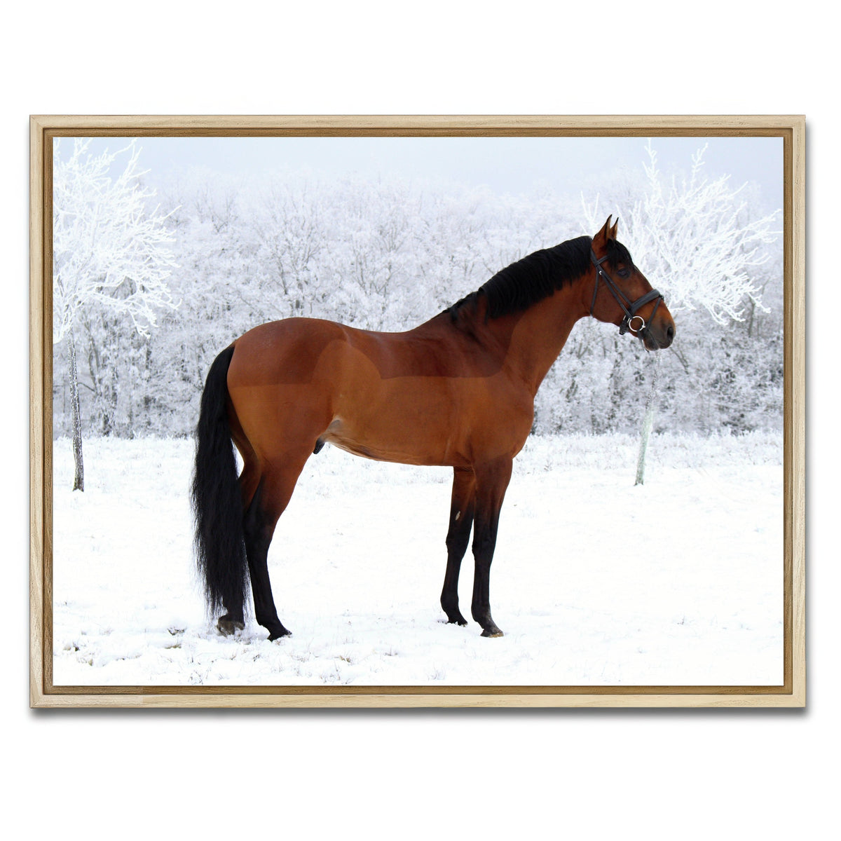 AUTO-MOCKUP WHITE | American Quarter Horse | 1 Piece | Natural Framed Canvas | group=4x3