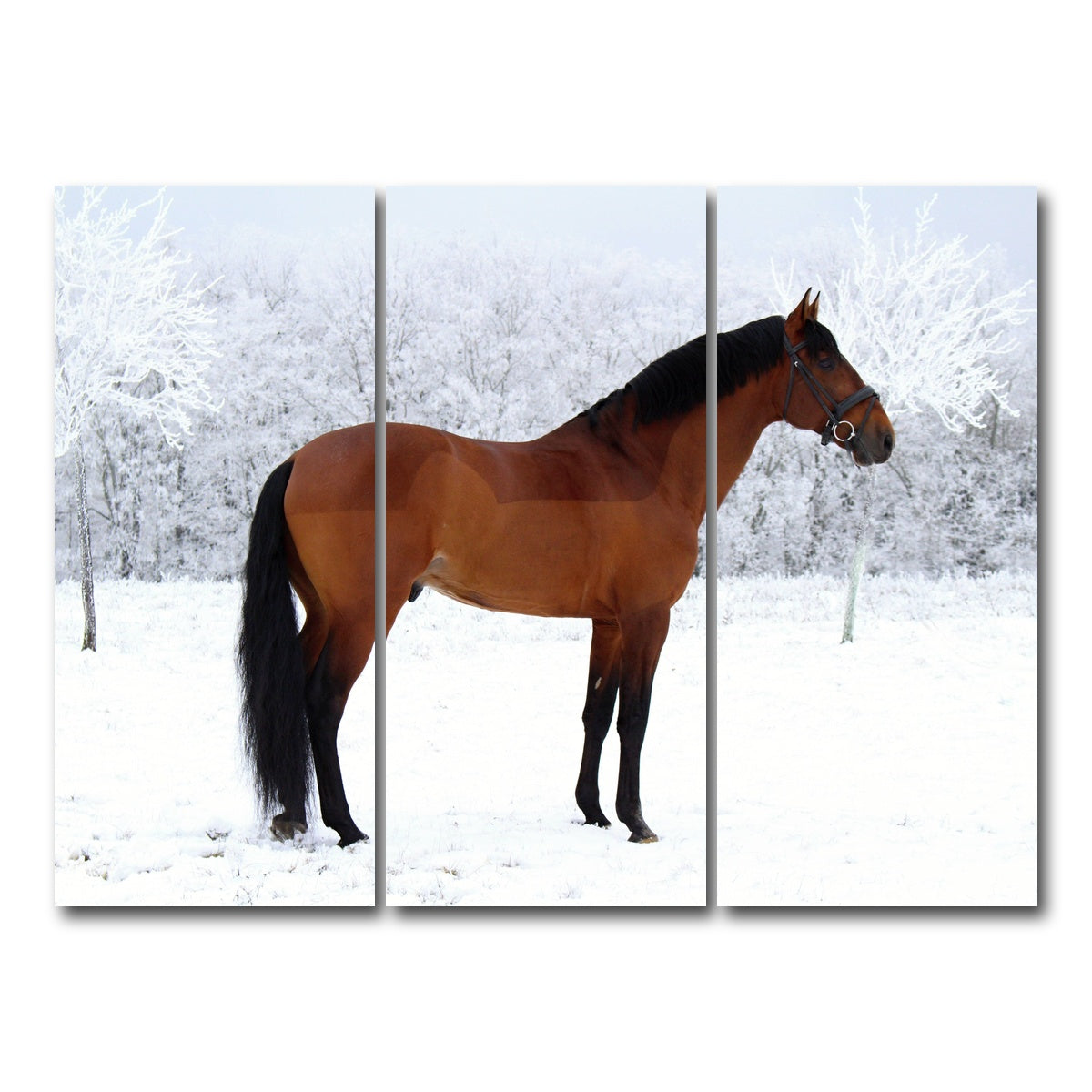 AUTO-MOCKUP WHITE | American Quarter Horse | 3 Piece | Gallery Wrap Canvas | group=8x18