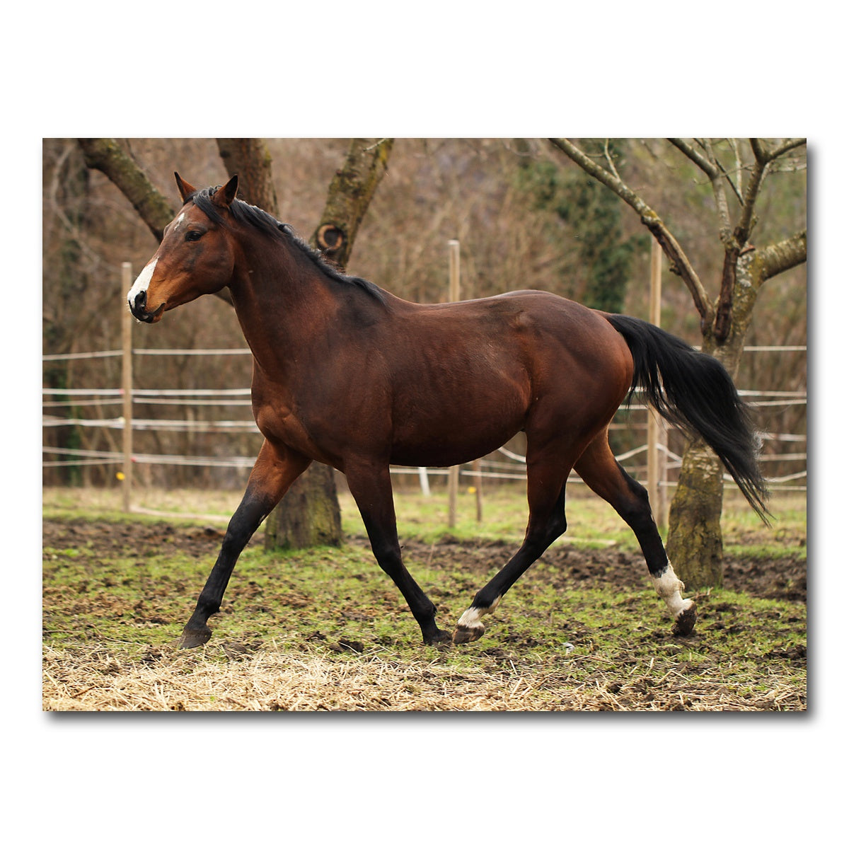 AUTO-MOCKUP WHITE | American quarter horse stallion | 1 Piece | Gallery Wrap Canvas | group=4x3