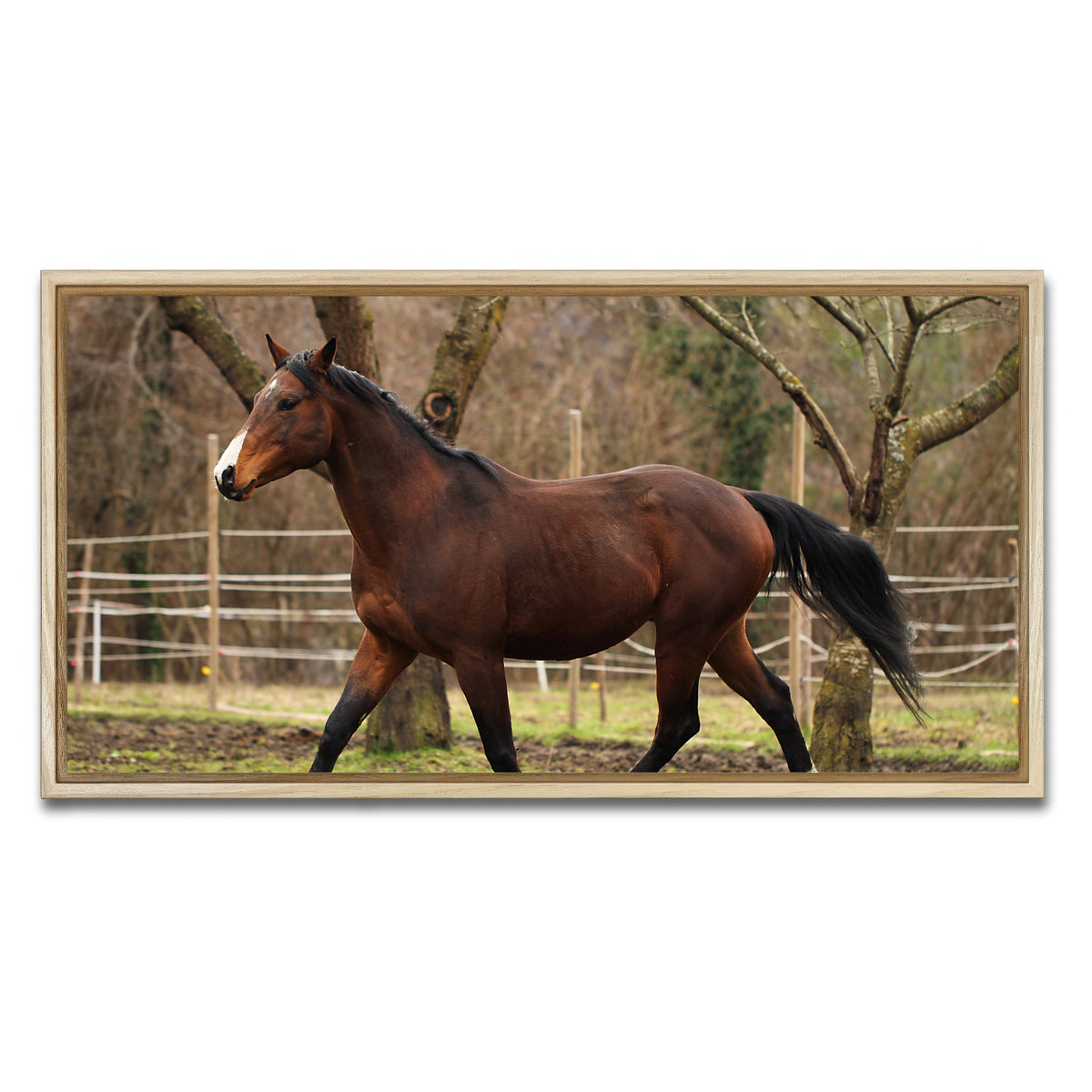 AUTO-MOCKUP WHITE | American quarter horse stallion | 1 Piece | Natural Framed Canvas | group=2x1