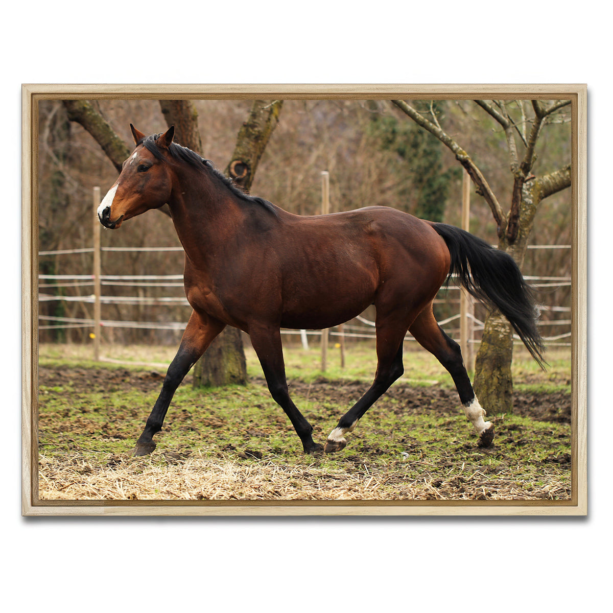 AUTO-MOCKUP WHITE | American quarter horse stallion | 1 Piece | Natural Framed Canvas | group=4x3